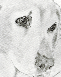 最も欲しかった 手書き 犬 イラスト リアル 鉛筆 Okepictkxbz