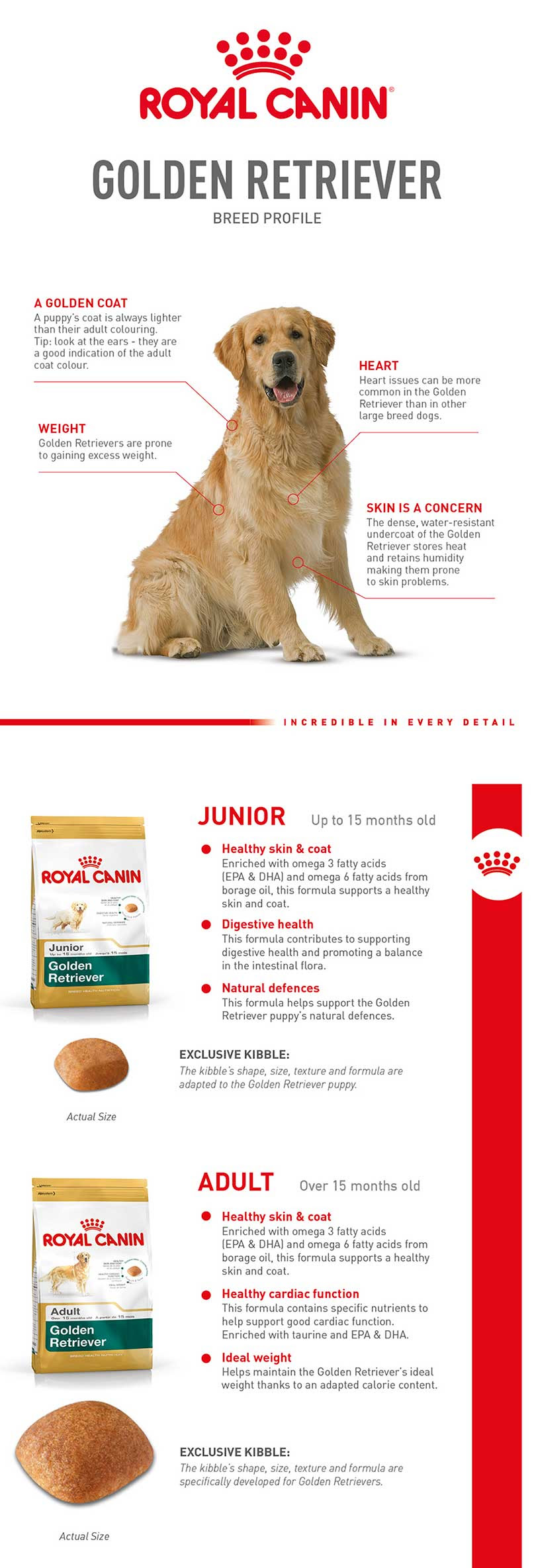 Let them learn and have fun. How To Manage The Golden Retriever S Skin Problems Petplan Blog