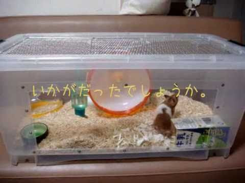 これまでで最高のおしゃれ ハムスター ケージ レイアウト 全イラスト集