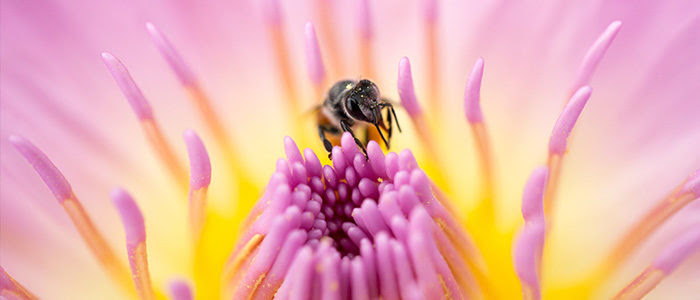 What are 5 abiotic factors in the forest? 5 Ways Bees Are Important To The Environment Premier Tech Home And Garden