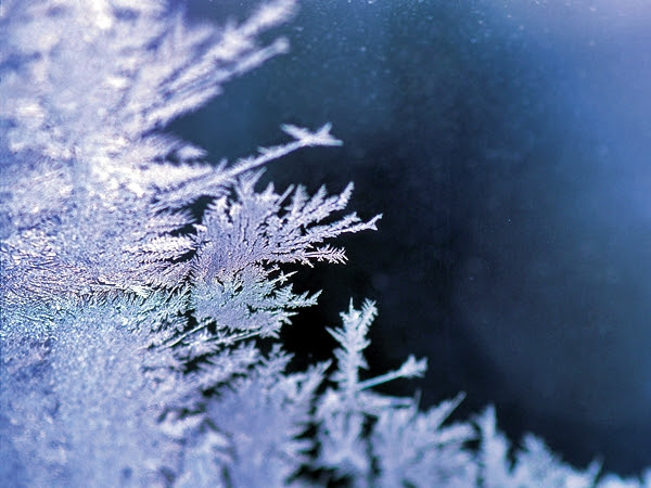 ベスト壁紙 雪 最高の花の画像