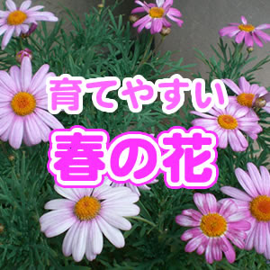 新着赤 ピンク 春の 花 インスピレーションを与える名言