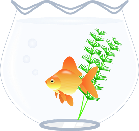 無料ダウンロード 金魚 イラスト 書き方 Illustkirun