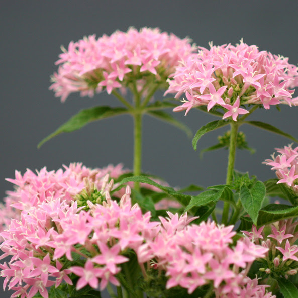 これまでで最高の日陰 でも 育つ 花 多年草 美しい花の画像