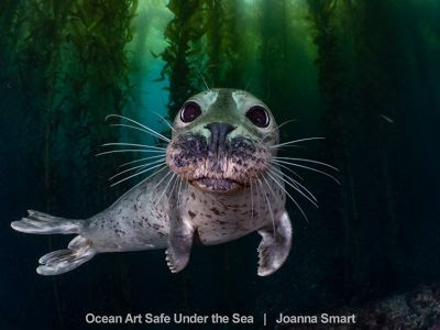 Un concours photo pour célébrer la diversité marine et lutter contre le Covid-19