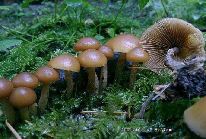 Galerina marginata-manitari-d