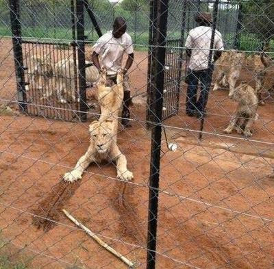 動物画像無料 Hd限定ライオン な つく