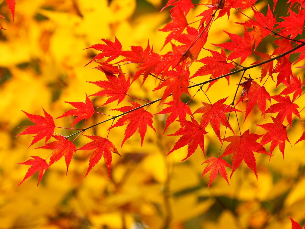 50 もみじ 壁紙 最高の花の画像