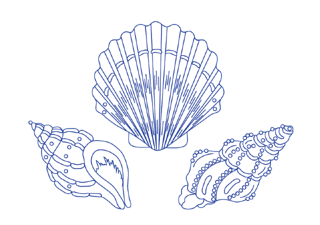 desenho para bordado conchas