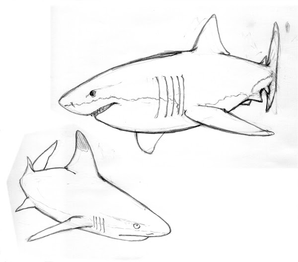 Jpirasutotavjib 最も欲しかった サメ リアル 魚 イラスト かっこいい 1450