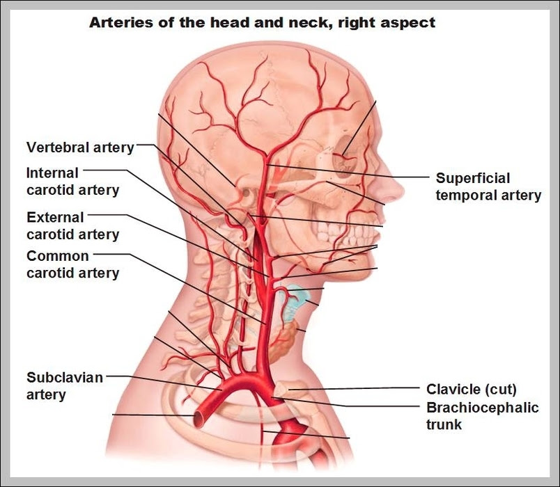 35 Arteries Of The Head And Neck Diagram - Wiring Diagram List