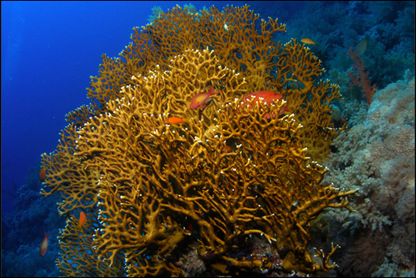 หอยมือเสือ (giant clam) เป็นสกุลของหอยสองฝาขนาดใหญ่ ในวงศ์หอยมือเสือ (tridacninae) ใช้ชื่อสกุลว่า tridacna. 12 à¸ª à¸•à¸§ à¸—à¸°à¹€à¸¥à¸¡ à¸ž à¸© à¸ à¸šà¸§ à¸˜ à¸›à¸à¸¡à¸žà¸¢à¸²à¸šà¸²à¸¥à¹€à¸š à¸­à¸‡à¸• à¸™ Thailand S Travel Avenue