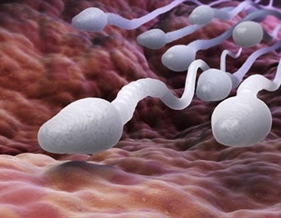 Do Stress and Anxiety Affect Sperm Quality?