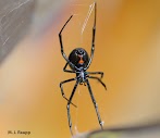 Is Black Widow Venom Deadly : 9 Of The World S Deadliest Spiders Britannica - The black widow spider can be found on every continent except antarctica.