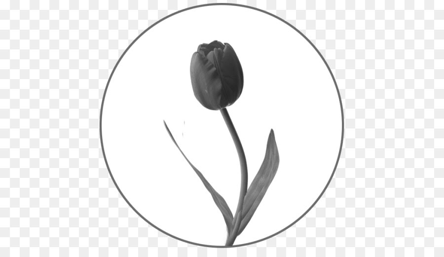 Lukisan Bunga Tulip Hitam  Putih  Lukisan bunga tulip 