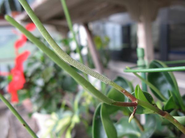 選択した画像 ペペロミア 花 切る ペペロミア 花 切る