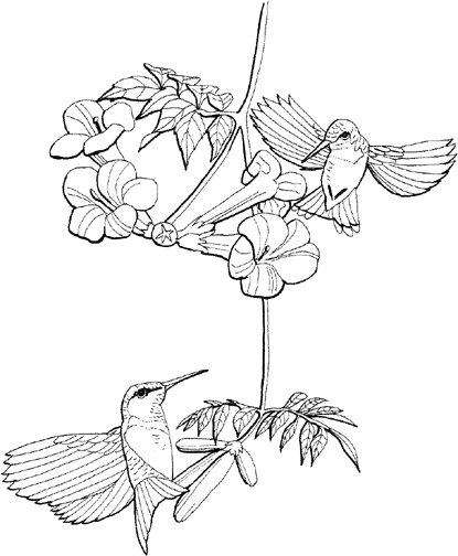 Color pictures, email pictures, and more with these birds coloring pages. Hummingbird Coloring Page 1