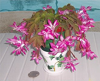 すべての美しい花の画像 75 シャコバサボテン 花 言葉