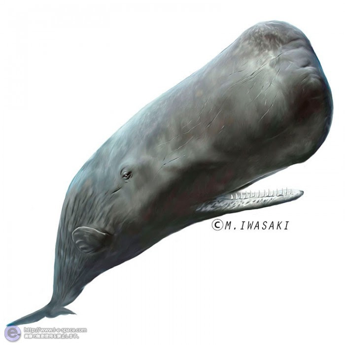 すべての動物の画像 新鮮なクジラ イラスト リアル
