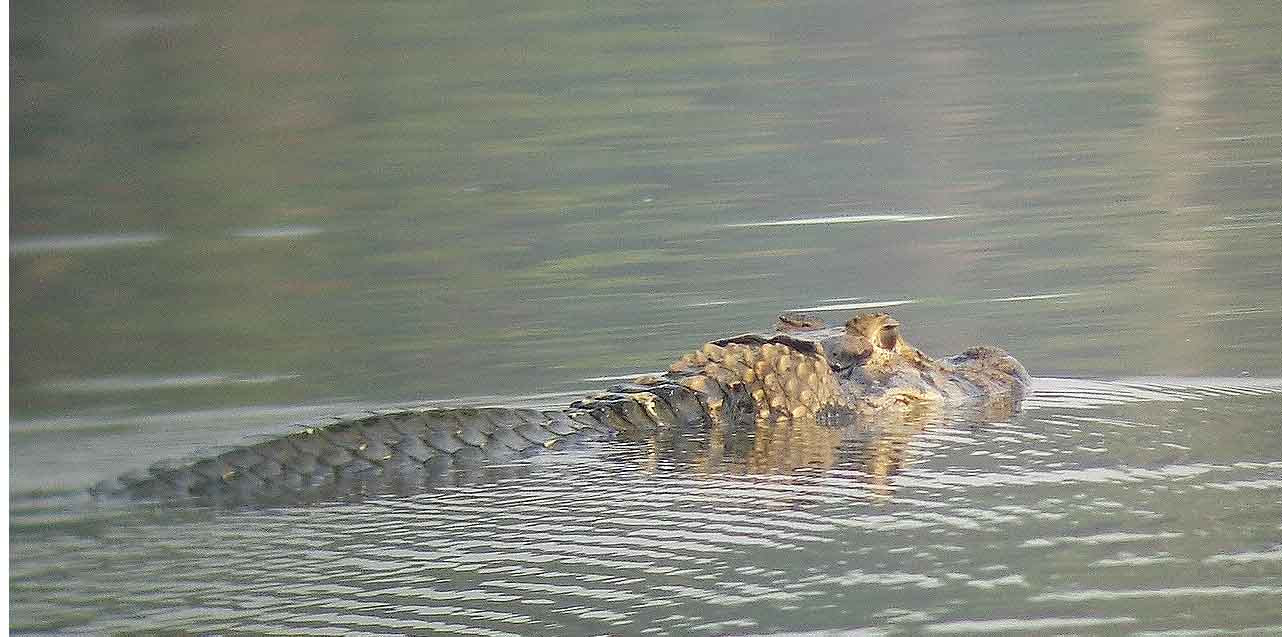 http://serarzur.files.wordpress.com/2010/10/caiman.jpg