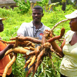 Cassava USAID