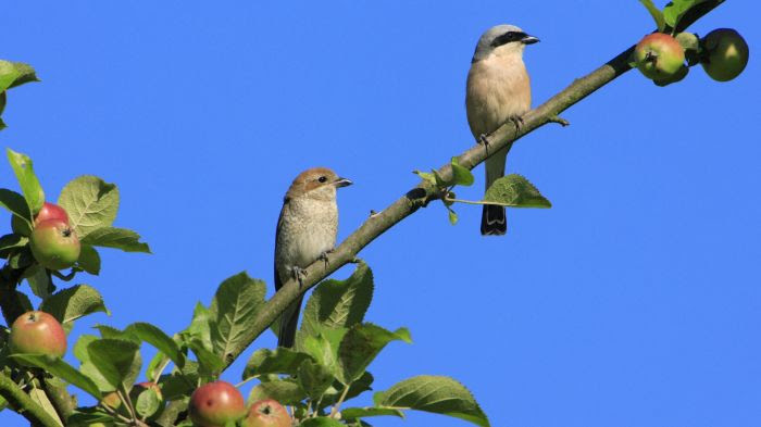 Deux pies-grièches écorcheurs sur une branche