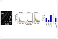 Study shows different cell response offers more control to muscles