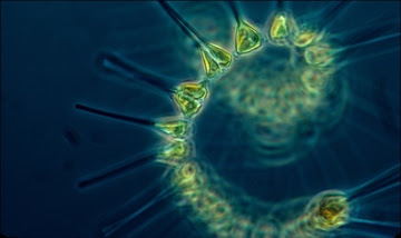 Phytoplankton microscope