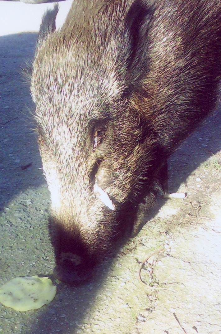La prova in questa carcassa di un grosso cinghiale alla deriva sottocosta. Alassio I Cinghiali Vanno Al Mare Savonanews It