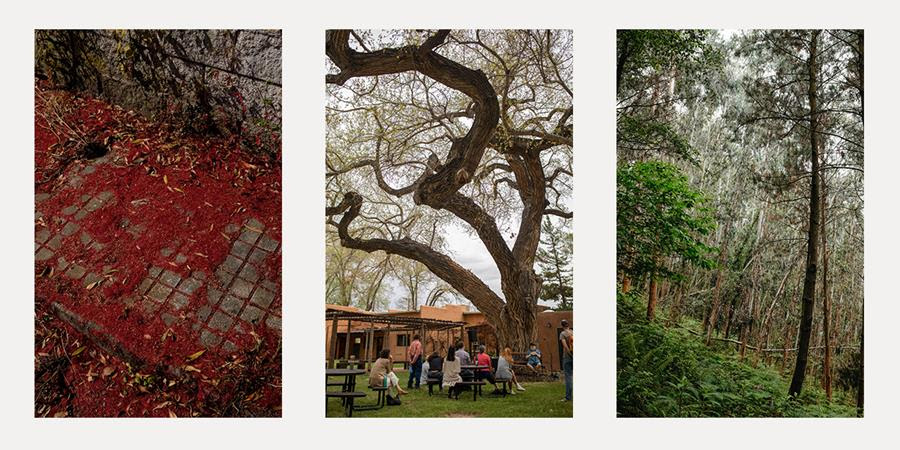 trees at different growth stages