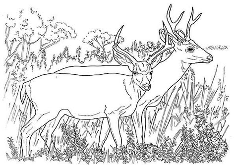 Roses are quite beautiful flowers. Realistic Deer Coloring Pages Clip Art Library