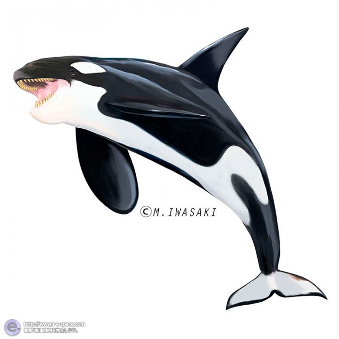 最も気に入った イルカ イラスト リアル Mantapoirasutogazo
