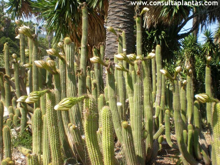 How to propagate torch cactus. Echinopsis Spachiana Or Golden Torch Cereus Care And Growing