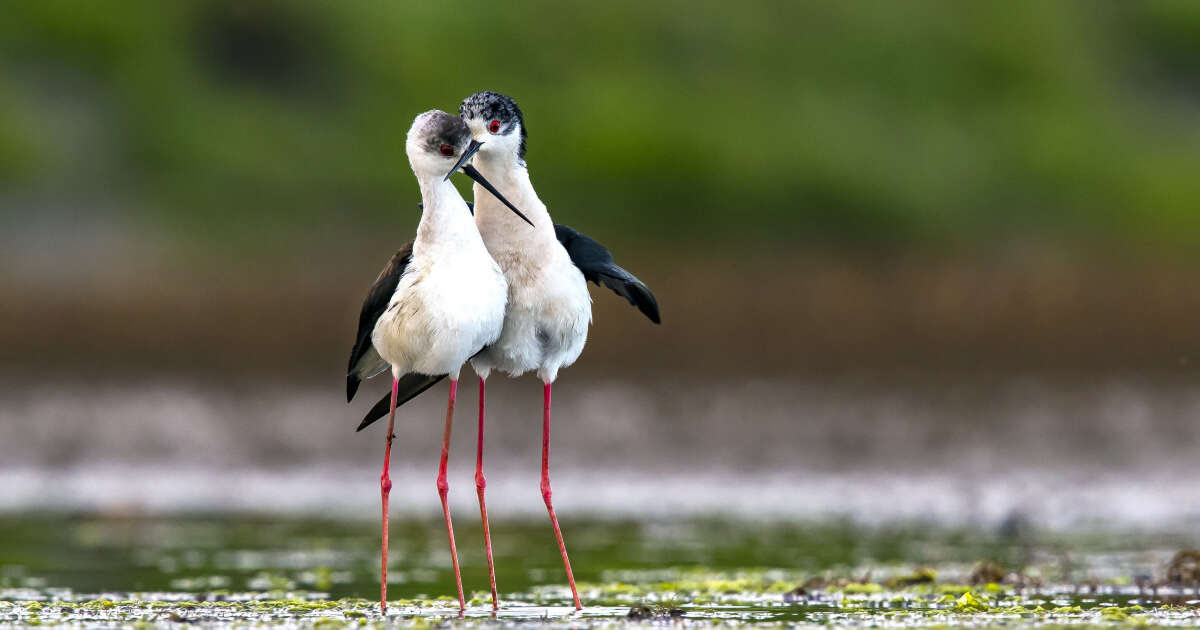 Chez les animaux, les relations homosexuelles, clé de la paix sociale