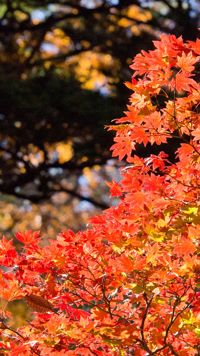 最新のhd紅葉画像 壁紙 最高の花の画像