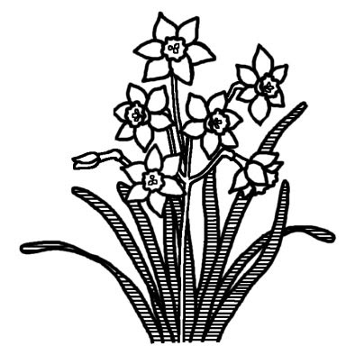 すべての花の画像 最高水仙 イラスト フリー 白黒