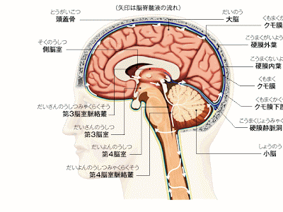 画像をダウンロード 脳 断面図 イラスト 216635-脳 断面図 イラスト