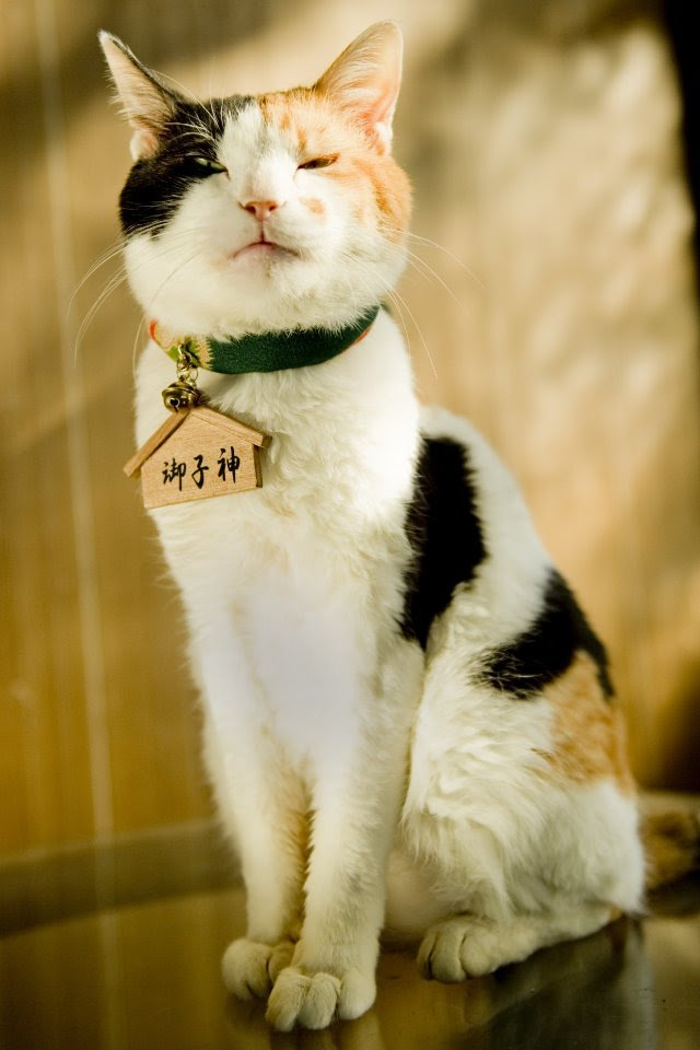 心に強く訴える猫 可愛い 壁紙 Iphone 最高の動物画像