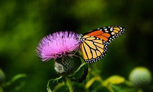 Una mariposa monarca recoge néctar de una planta de cardo.