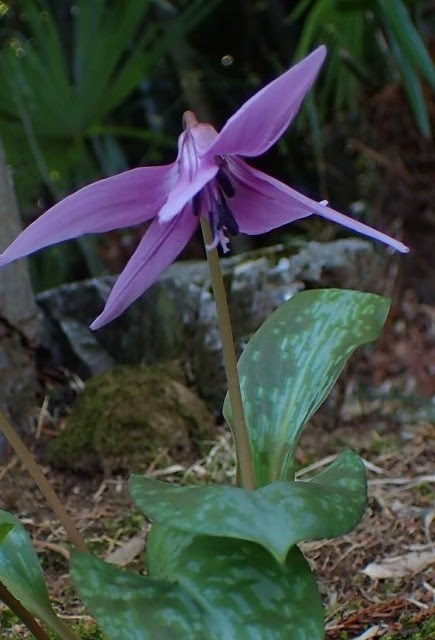 すべての美しい花の画像 上カタクリ 花 言葉