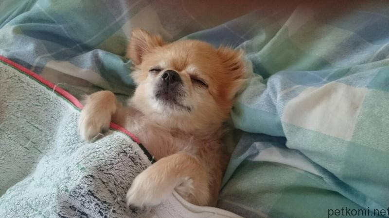 すべての動物画像 上チワワ 画像 可愛い