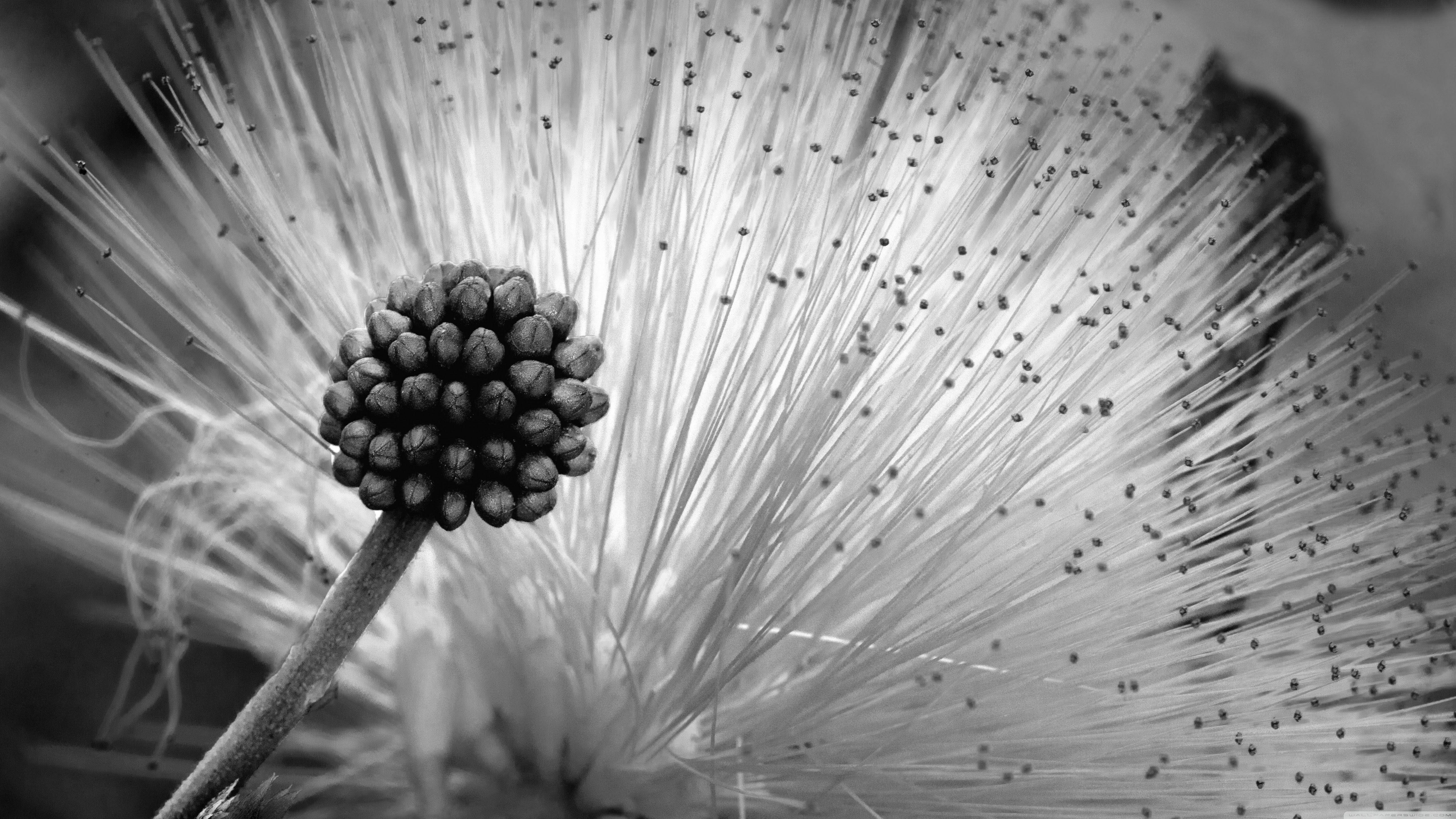 We offer an extraordinary number of hd images that will instantly freshen up your smartphone or computer. Fluffy Flower Black And White Ultra Hd Desktop Background Wallpaper For 4k Uhd Tv Widescreen Ultrawide Desktop Laptop Tablet Smartphone