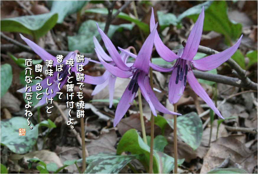 美しい花の画像 最高花 言葉 寂しい
