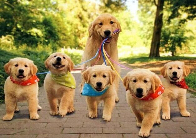 最新かわいい 子犬 壁紙 ゴールデン レトリバー すべての美しい花の画像