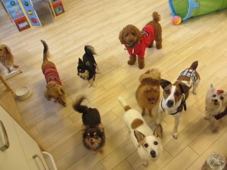 ダウンロード済み 名古屋 犬 カフェ 犬 カフェ 名古屋 も も カフェ Sedusowallpjp