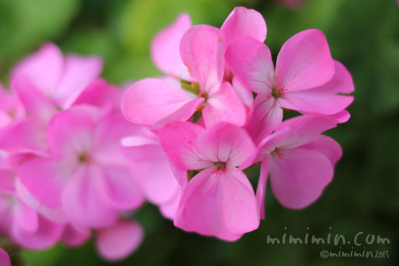 50 素晴らしいゼラニウム ピンク 最高の花の画像