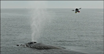 Hexacopter Whale Blow