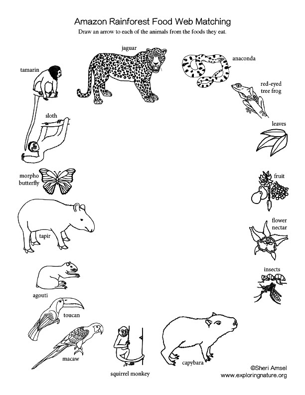 Jaguar Food Web Diagram