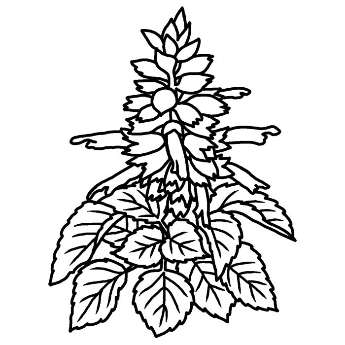 美しい花の画像 最新のhd秋の花 イラスト 白黒