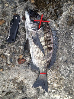 最新のhdスズキ 締め 方 すべての魚の画像